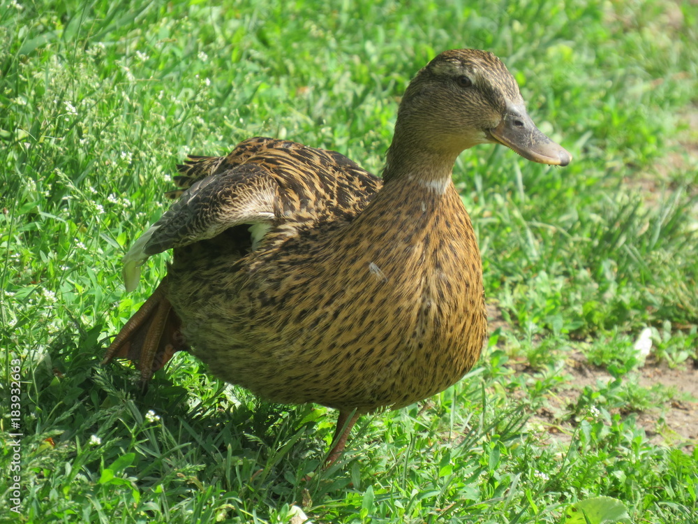 Dancing duck. Village. Bryansk district. (The Vast Russia! Sergey, Bryansk.) Dancing duck. Village. Bryansk district. (The Vast Russia! Sergey, Bryansk.)