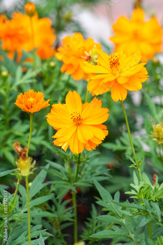 Close-up of Orange flower