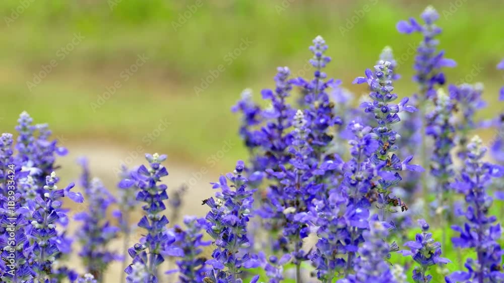 Beautiful flowers on the wind at sun light. Nature beauty background, 4K Beautiful flowers on the wind at sun light. Nature beauty background, 4K