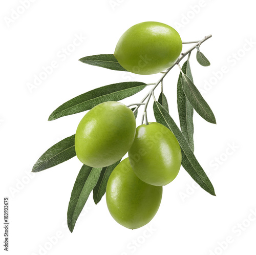 Vertical green olive branch isolated on white background