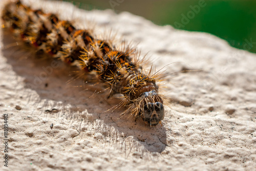 caterpillar