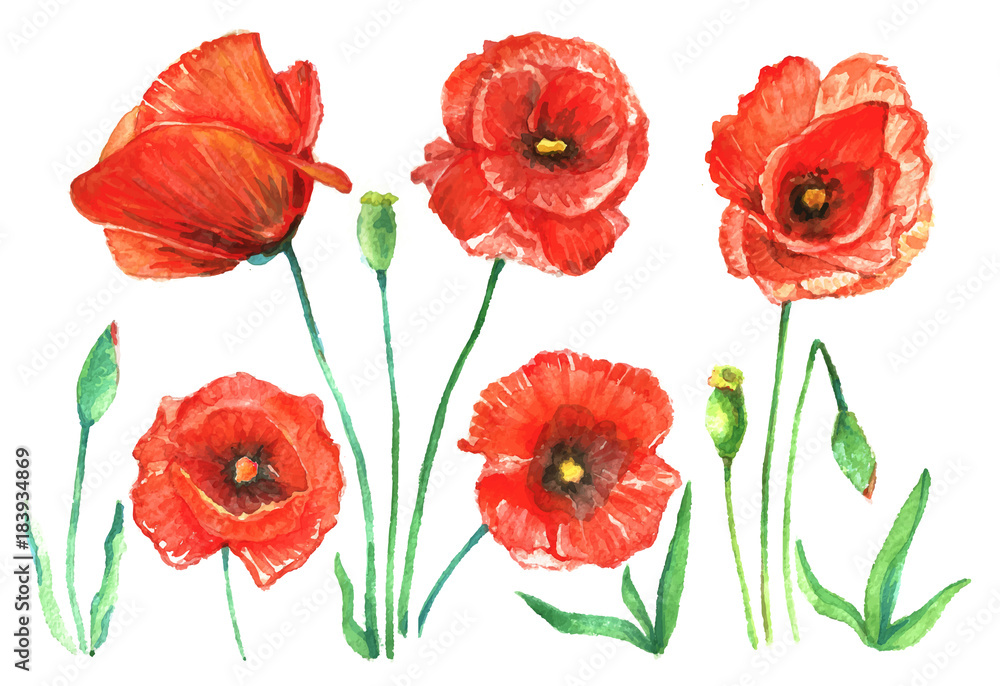 Watercolor set of red poppies. Watercolor set of red poppies.