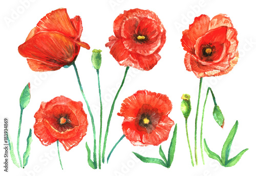 Watercolor set of red poppies.