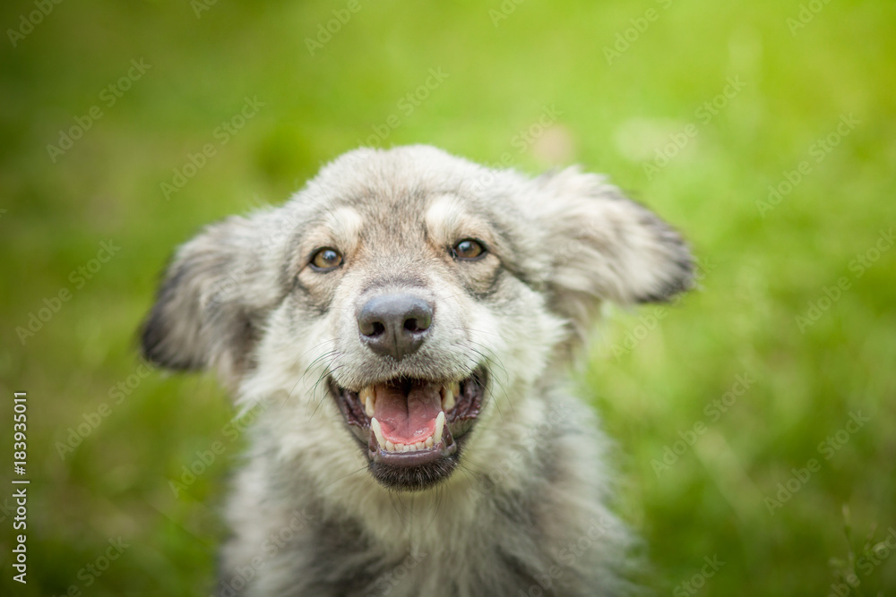 Joyful dog on a walk close up Joyful dog on a walk close up