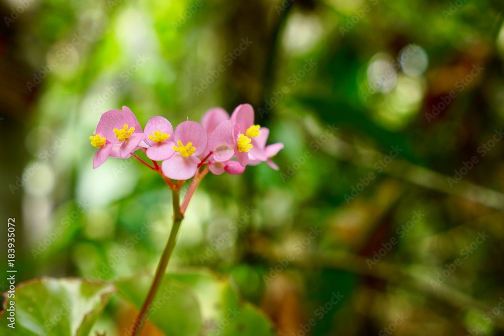Fototapeta premium Andean Flower