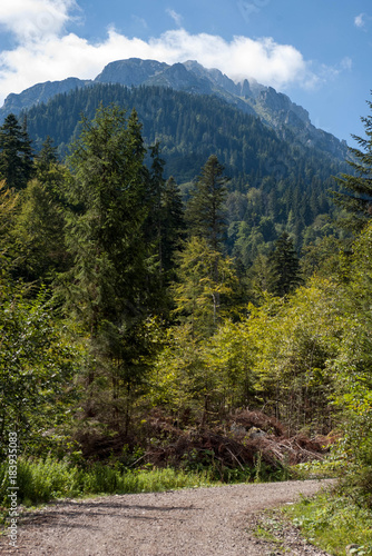 mountain forest