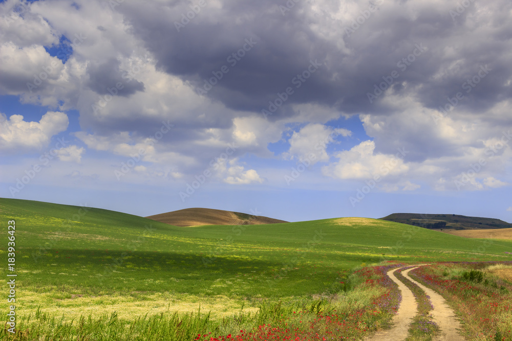 SPRINGTIME. Between Apulia and Basilicata. Hilly landscape with country road through wheat field end poppies dominated by clouds.Italy. Green and flowery countryside crossed by a path that goes away. SPRINGTIME. Between Apulia and Basilicata. Hilly landscape with country road through wheat field end poppies dominated by clouds.Italy. Green and flowery countryside crossed by a path that goes away.
