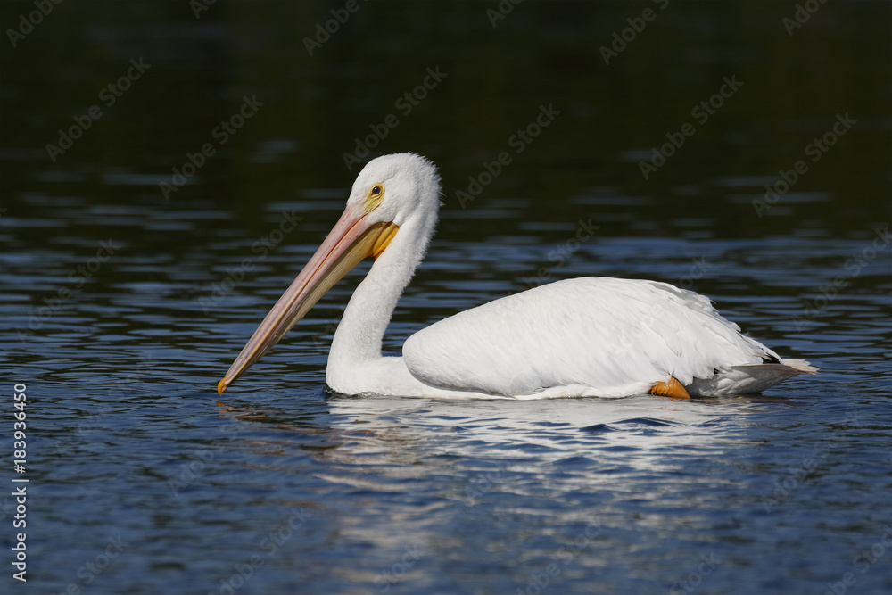 American White Pelican swimming in a Florida lagoon American White Pelican swimming in a Florida lagoon