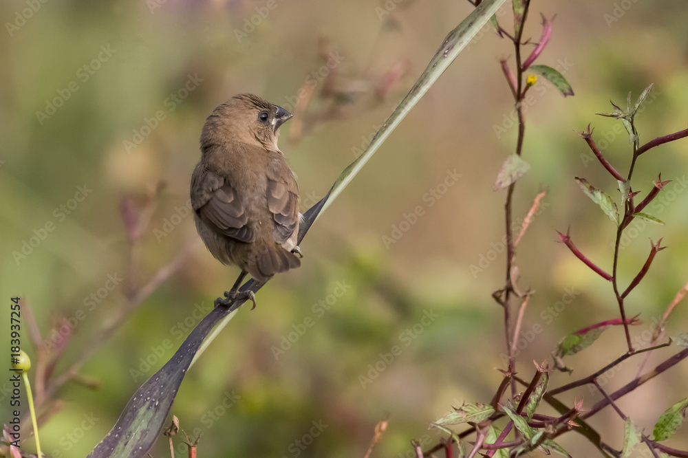Close up of Indian Silverbill Sitting on a Branch Close up of Indian Silverbill Sitting on a Branch