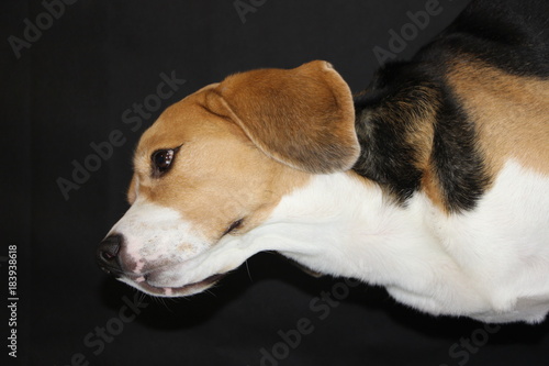 beagle su sfondo nero