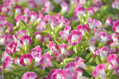 beautiful pink wishbone flower in garden