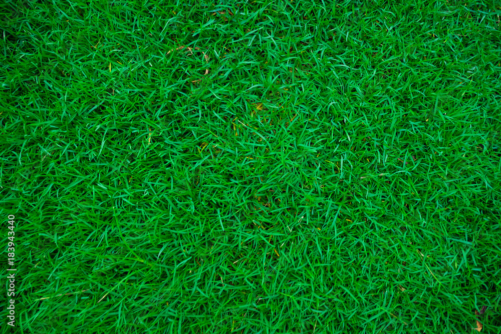 Green fresh grass in botany garden Green fresh grass in botany garden