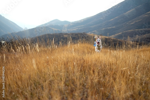 Husky Jumping In Tall Grass