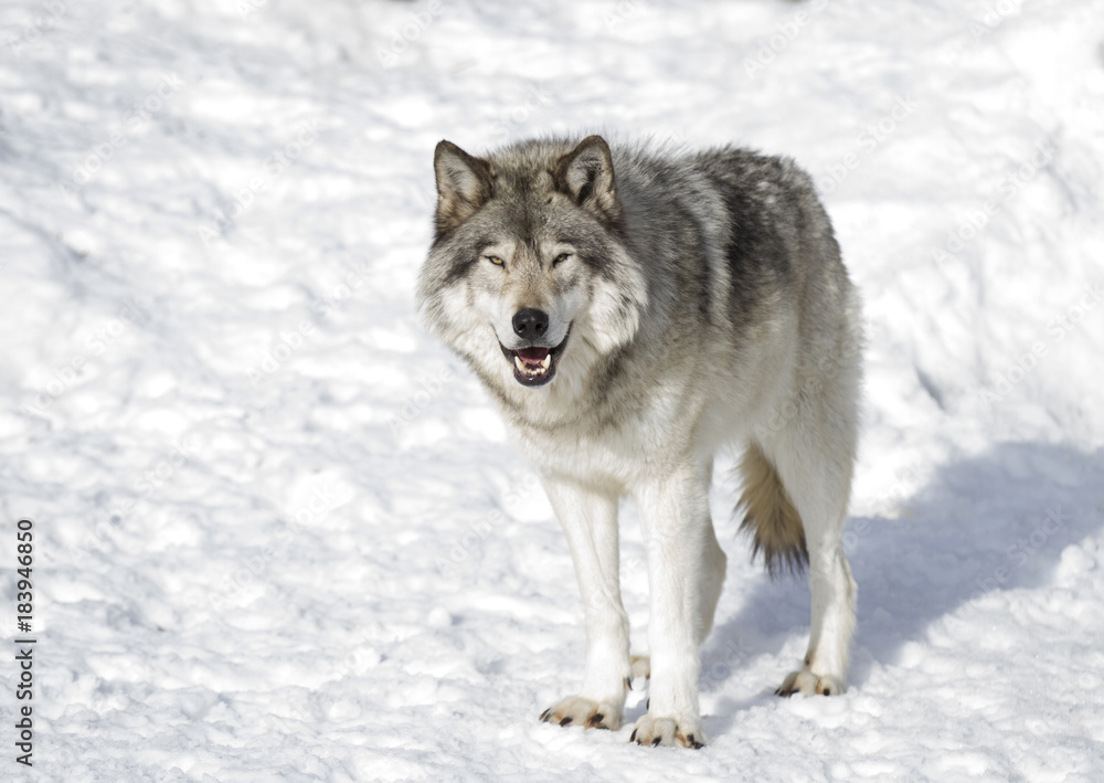 Timber wolf or Grey Wolf (Canis lupus) isolated on a white background standing in the winter snow in Canada