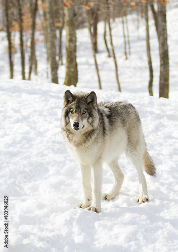 Timber wolf or Grey Wolf (Canis lupus) standing in the winter snow in Canada