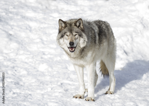 Timber wolf or Grey Wolf  Canis lupus  isolated on a white background standing in the winter snow in Canada