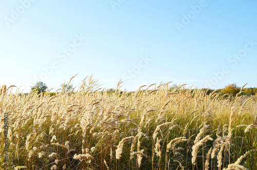 ears of wild cereals bend under the wind against the blue sky