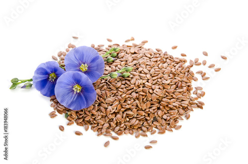 Beautiful flowers of flax with seeds isolated on white backgroumd © Soyka