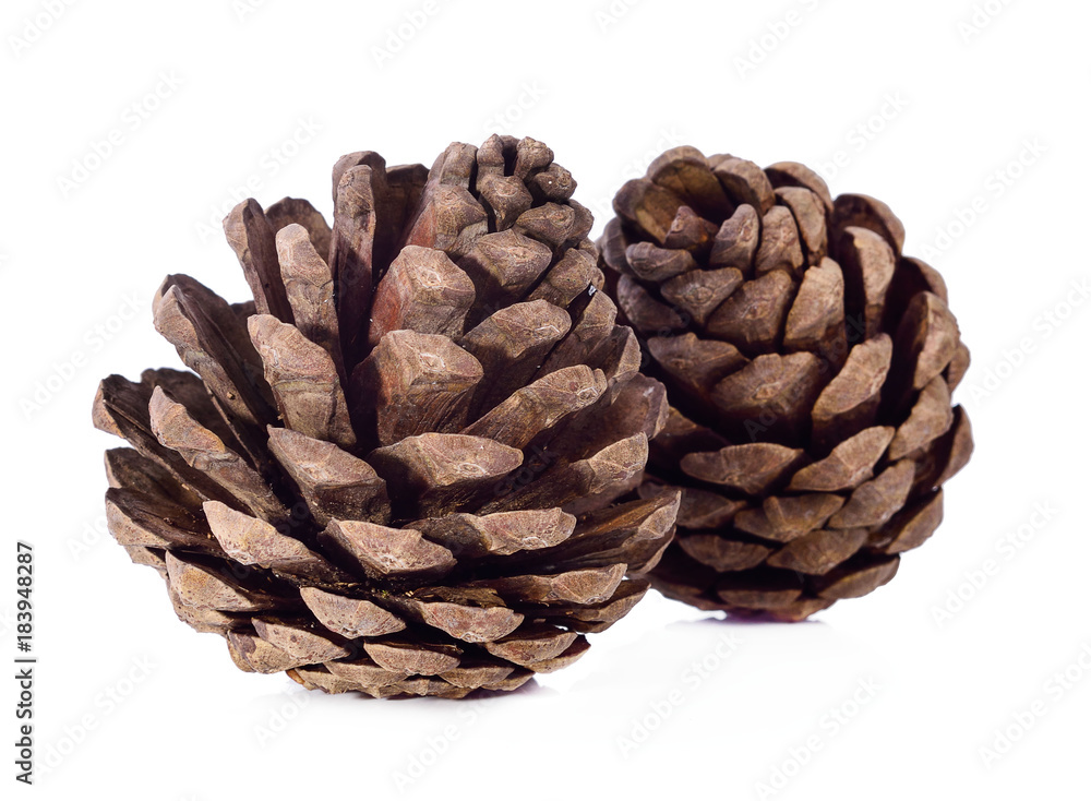 brown pine cone isolated on white background brown pine cone isolated on white background
