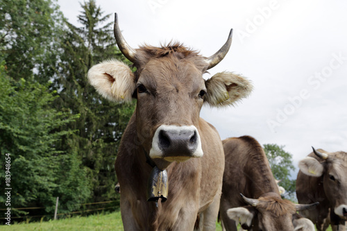 Kühe auf der Alm im Allgäu