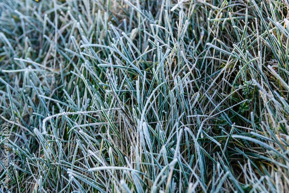 Grass covered with a hoarfrost on autumn Grass covered with a hoarfrost on autumn