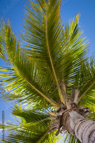 Low angle view of palm coconut tree against tropical blue skies