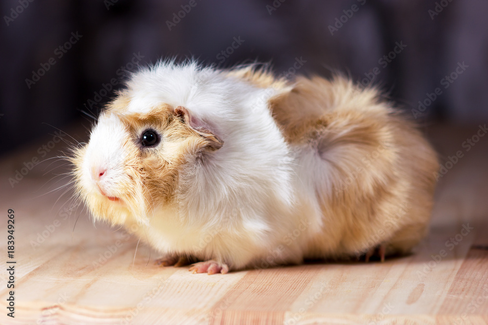 Fototapeta premium Cute guinea pig