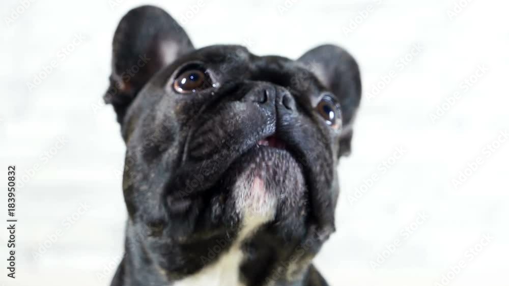French bulldog looking at the sides close-up French bulldog looking at the sides close-up