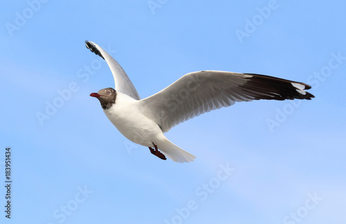 seagull flying in blue sky