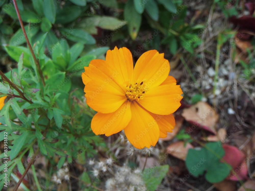 キバナコスモスの花 キバナコスモスの花