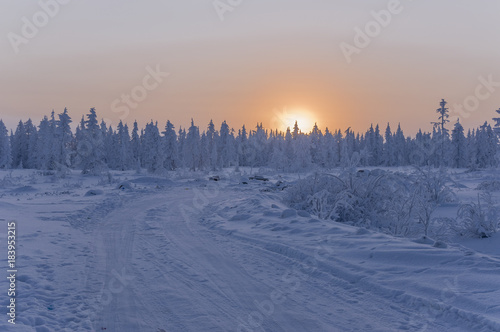 Sundown and sunrises. Winter landscape. Orange sky and silhouettes of trees on the background of heaven. Frosty evening, snow around. North