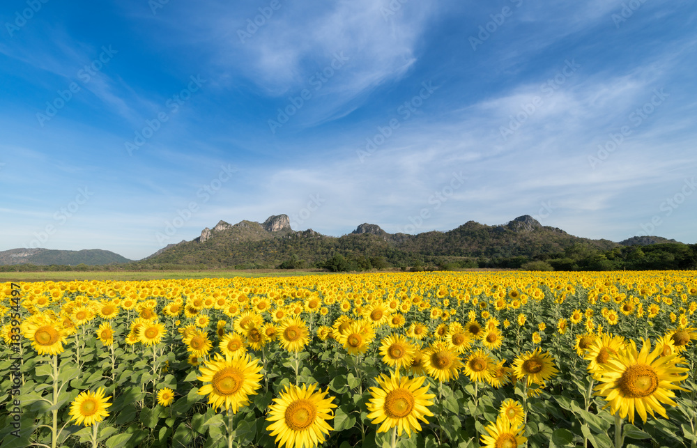 beautiful sunflower fields with mountain background on blue sky