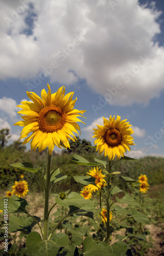 Yellow sunflowers look very beatiful