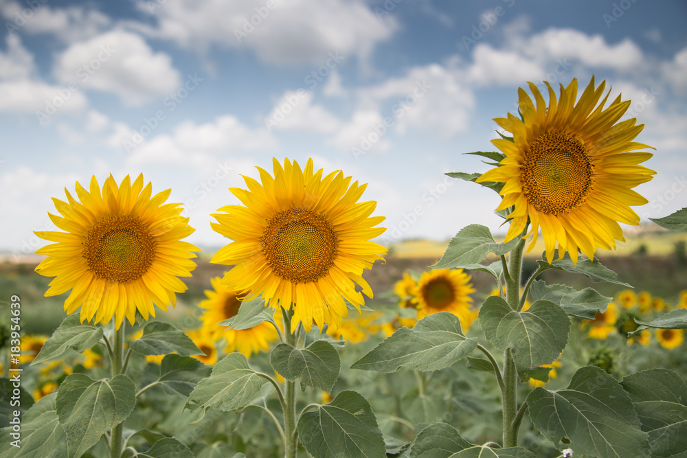 Yellow sunflowers look very beatiful