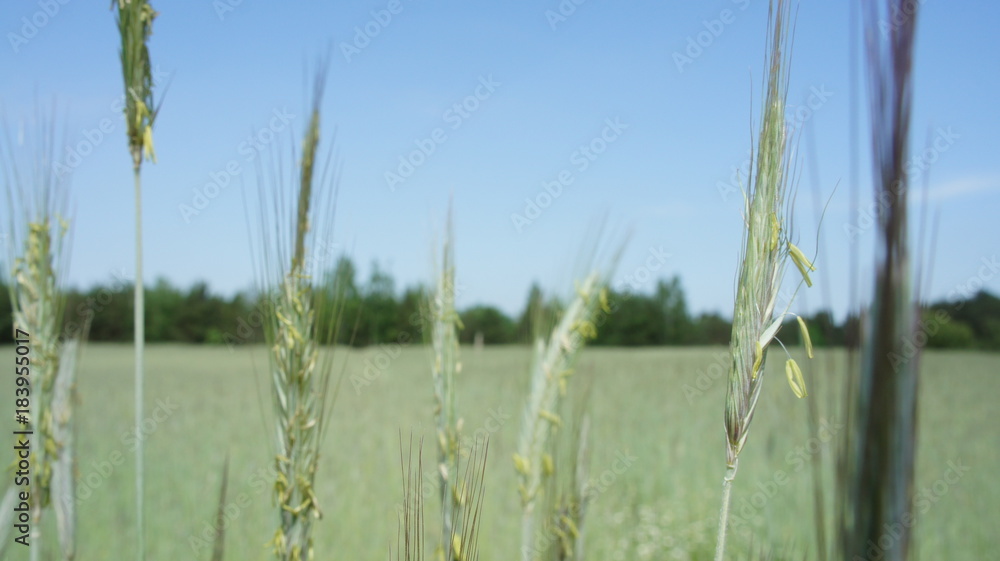 Fototapeta premium Wheat Plant
