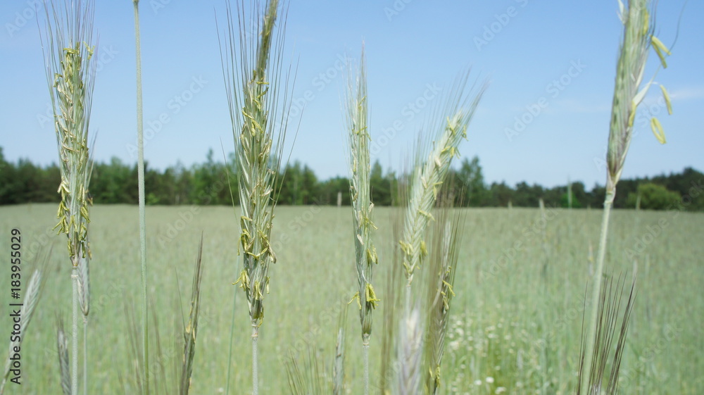 Fototapeta premium Wheat Plant