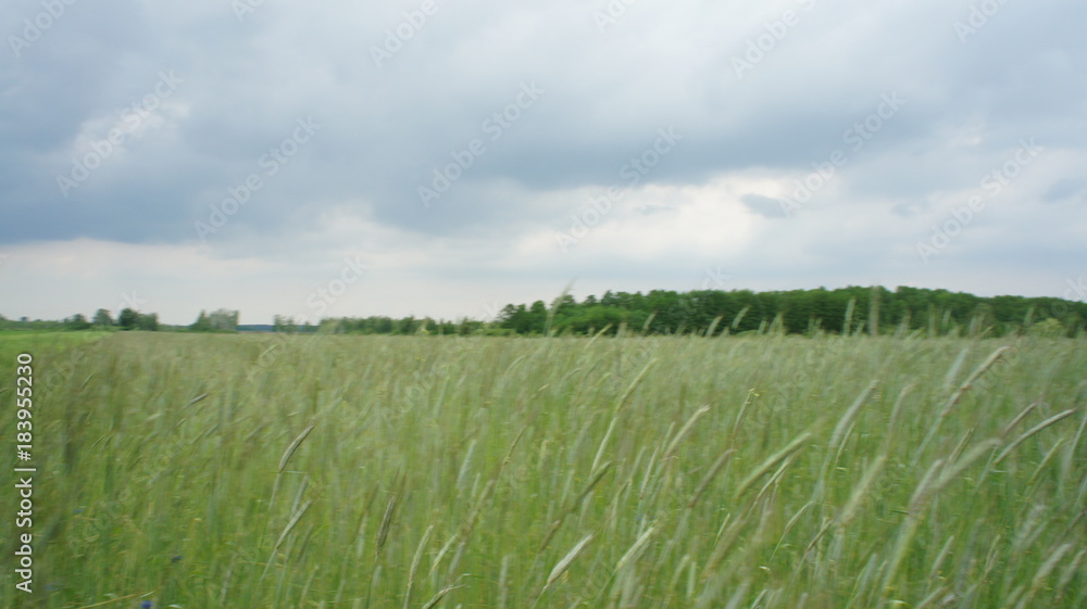 Wheat Plant Wheat Plant