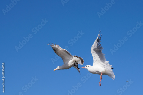 Pair of seagulls chasing after bread