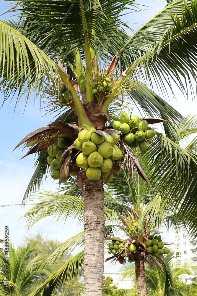 Fototapeta premium Sweet coconut tree