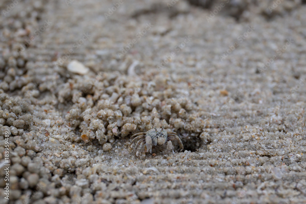 Small tropical beach crap standing near its hole close up. Small tropical beach crap standing near its hole close up.