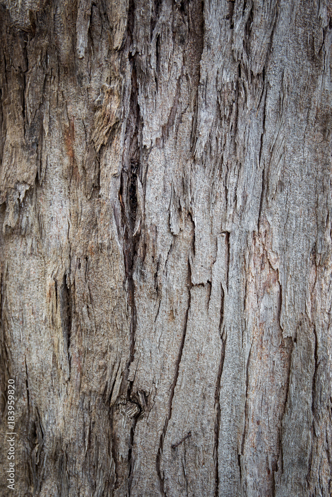 Photograph of aged wood bark of the big tree close up background. Photograph of aged wood bark of the big tree close up background.