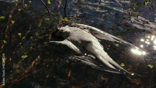 Dead common tern floating on water