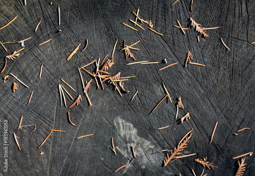   ut down tree with annual rings as a wood texture.