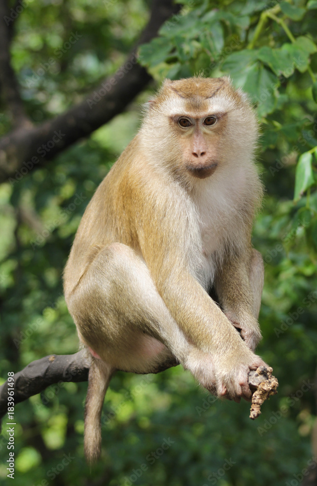 Obraz premium macaque sitting on a branch