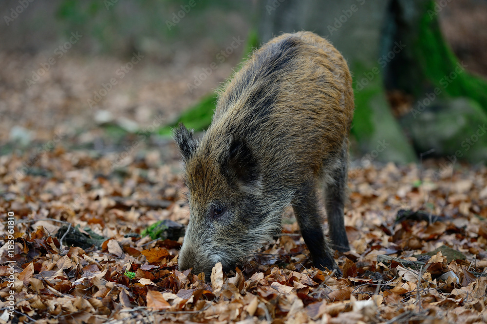 Wildschwein Frischling im Herbst, Schwarzwild Wildschwein Frischling im Herbst, Schwarzwild