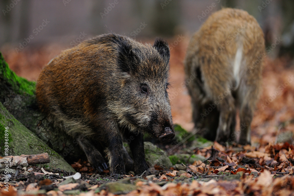 Wildschweine im Herbst, Schwarzwild Wildschweine im Herbst, Schwarzwild