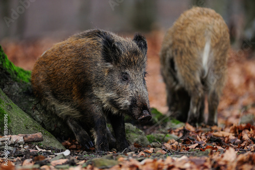 Wildschweine im Herbst, Schwarzwild