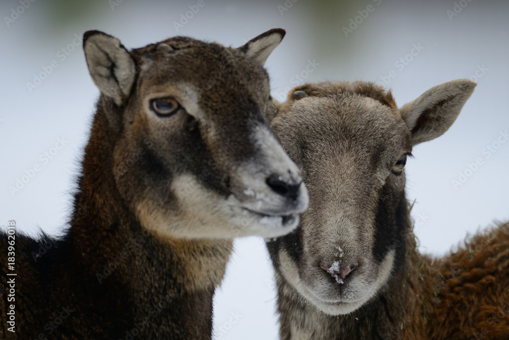 Muffelwild im Winter, Kopf Portrait, Mufflon, (Ovis aries) Muffelwild im Winter, Kopf Portrait, Mufflon, (Ovis aries)