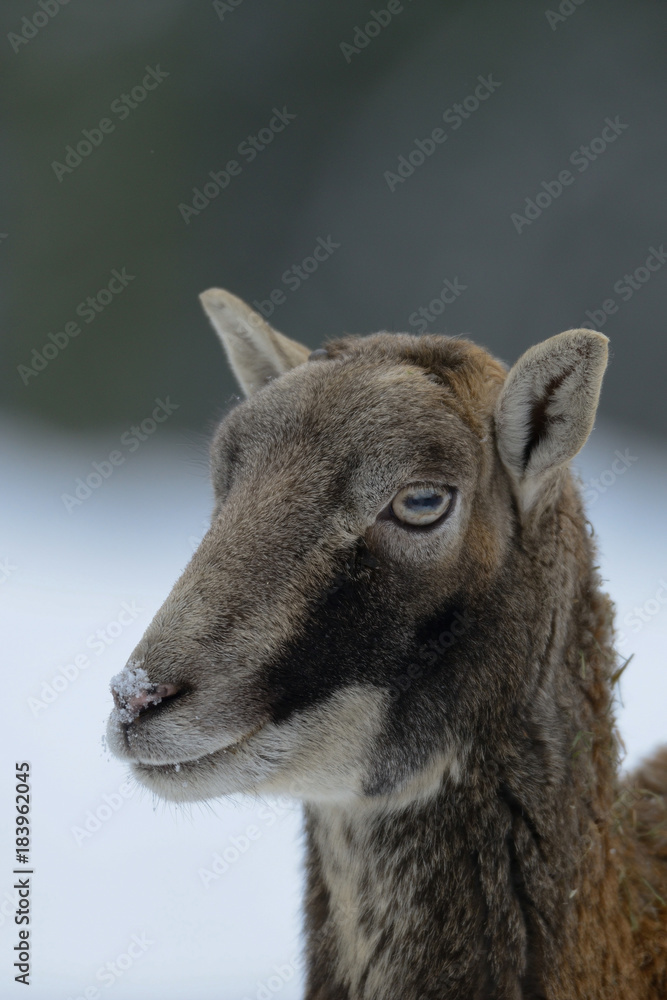 Fototapeta premium Muffelwild Kopf Portrait, Winter, Mufflon, (Ovis aries)