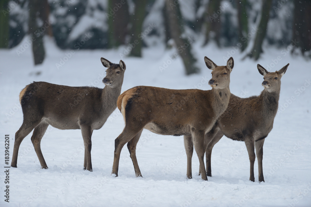 Rotwild, Kahlwild im Winter, (cervus elaphus) Rotwild, Kahlwild im Winter, (cervus elaphus)